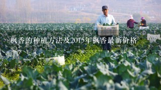 枫香的种植方法及2015年枫香最新价格