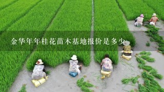 金华年年桂花苗木基地报价是多少