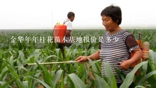 金华年年桂花苗木基地报价是多少