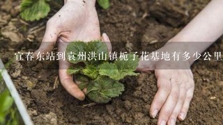 宜春东站到袁州洪山镇栀子花基地有多少公里