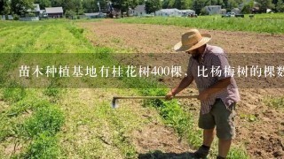 苗木种植基地有桂花树400棵，比杨梅树的棵数少百分，苗木种植基地有杨梅树多少棵？