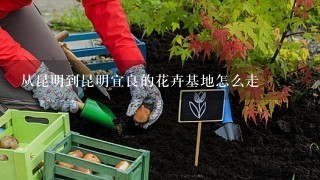 从昆明到昆明宜良的花卉基地怎么走