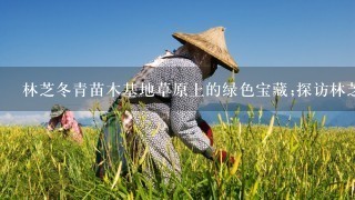 林芝冬青苗木基地草原上的绿色宝藏;探访林芝冬青苗木基地