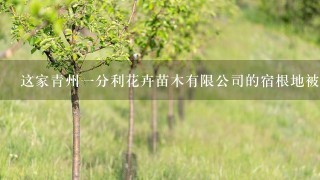 这家青州1分利花卉苗木有限公司的宿根地被系列是什么？