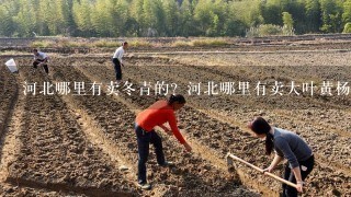 河北哪里有卖冬青的？河北哪里有卖大叶黄杨的？河北绿化苗木基地在哪？本基地常年供应河北、北京、天津绿化苗木，基地品种如下：北海道黄杨 红叶小檗 金叶女贞 棣棠 丛生丁香 扶芳藤 红王子锦带 瓜子黄杨 红叶石楠 红瑞木 蜀桧 卫矛 小龙柏 丛生紫荆 紫叶李小苗