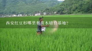 西安红豆杉哪里有苗木培育基地？