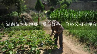 湖南苗木基地哪里质量好些，价格又相对便宜些的？湖南花木篮基地可以不？（www.***.com）