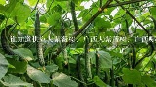 谁知道供应大紫薇树、广西大紫薇树、广西哪里有紫薇树-广西桂林市临桂桃花江源苗木基地