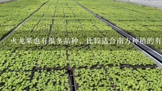 火龙果也有很多品种，比较适合南方种植的有什么品种