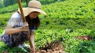 雪松的介绍