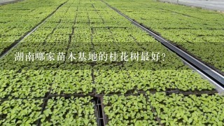 湖南哪家苗木基地的桂花树最好？