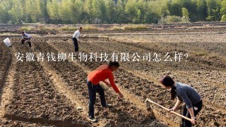 安徽青钱柳生物科技有限公司怎么样？