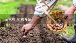 金钱柳 植物介绍，