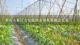 重庆市綦江去安稳镇金银花基地怎么走