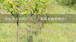 30公分左右的广玉兰，求苗木商收购价?