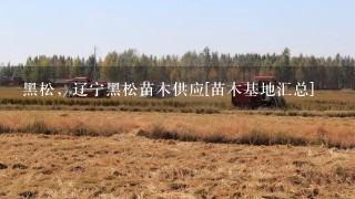 黑松，辽宁黑松苗木供应[苗木基地汇总]