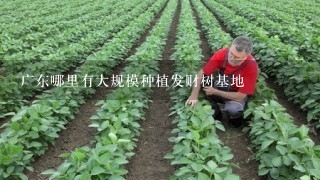 广东哪里有大规模种植发财树基地