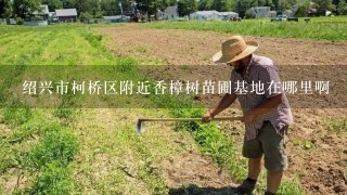 绍兴市柯桥区附近香樟树苗圃基地在哪里啊