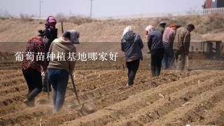 葡萄苗种植基地哪家好