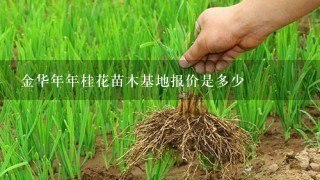 金华年年桂花苗木基地报价是多少