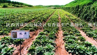 陕西省咸阳市杨凌区有香菇生产基地么，能不能提供免费学习机会？