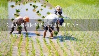 刘家庄杨梅树种植基地是在哪里的?