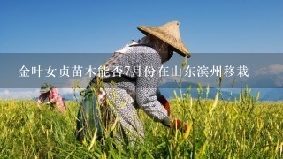 金叶女贞苗木能否7月份在山东滨州移栽