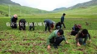 临沂雪松基地在哪里