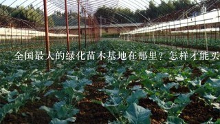 全国最大的绿化苗木基地在那里？怎样才能买到价格最优惠的苗木？