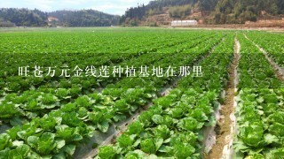 旺苍万元金线莲种植基地在那里