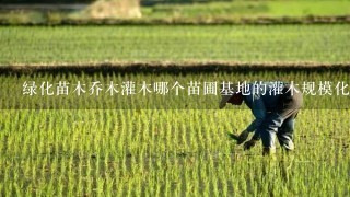 绿化苗木乔木灌木哪个苗圃基地的灌木规模化、灌木标准化、灌木统1化！