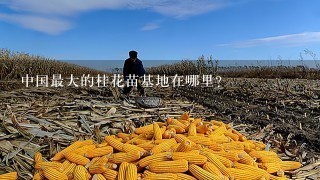 中国最大的桂花苗基地在哪里？