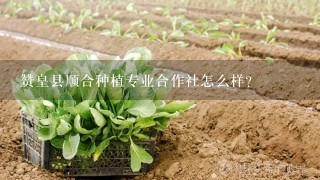 赞皇县顺合种植专业合作社怎么样？