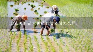 上饶市万旺苗木种植有限公司怎么样？