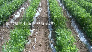 成都哪里有苗木种植基地？