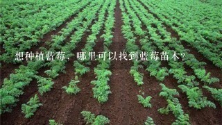 想种植蓝莓，哪里可以找到蓝莓苗木？