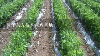 菏泽东方苗木花卉基地