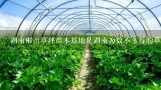 湖南郴州草坪苗木基地是湖南为数不多得的草坪生厂商。在中国也小有名气。湖南草坪主要以马尼拉草坪，台湾