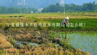 宁夏盛缘永丰花卉苗木有限公司怎么样？