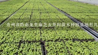 贵州省黔南龙里麻芝5里村苗木种植基地有几家