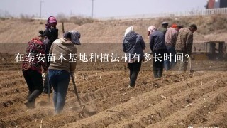 在泰安苗木基地种植法桐有多长时间？