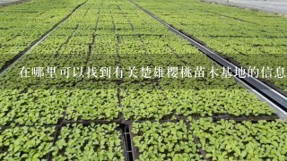 在哪里可以找到有关楚雄樱桃苗木基地的信息？