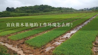 宜良苗木基地的工作环境怎么样？