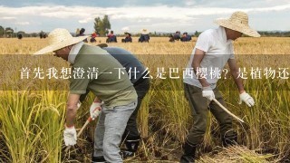 首先我想澄清一下什么是巴西樱桃？是植物还是水果呢？