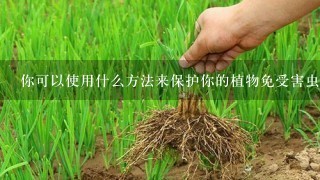 你可以使用什么方法来保护你的植物免受害虫侵害？