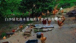 白沙绿化苗木基地的主要产品有哪些