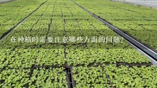 在种植时需要注意哪些方面的问题