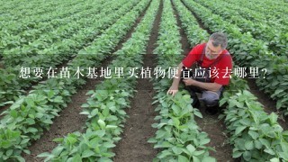 想要在苗木基地里买植物便宜应该去哪里