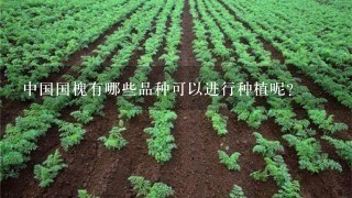 中国国槐有哪些品种可以进行种植呢