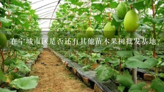 在宁城市区是否还有其他苗木果树批发基地